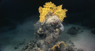 Enallopsammia coral