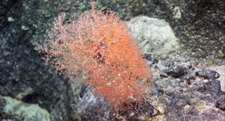 Chrysogorgia coral with shrimp